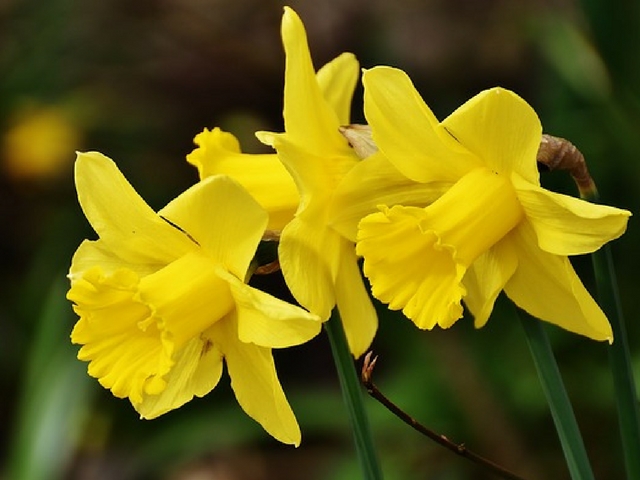 Planting daffodils - Grounds Maintenance