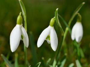 Planting snowdrops - Grounds Maintenance